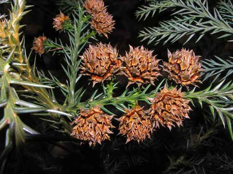 Criptomeria Gli Interni Rossi Del Giappone