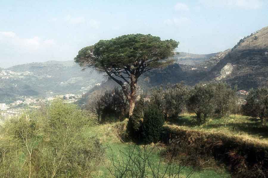 Pino Domestico Una Certa Confusione